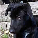 Abbie was adopted in December, 2005
